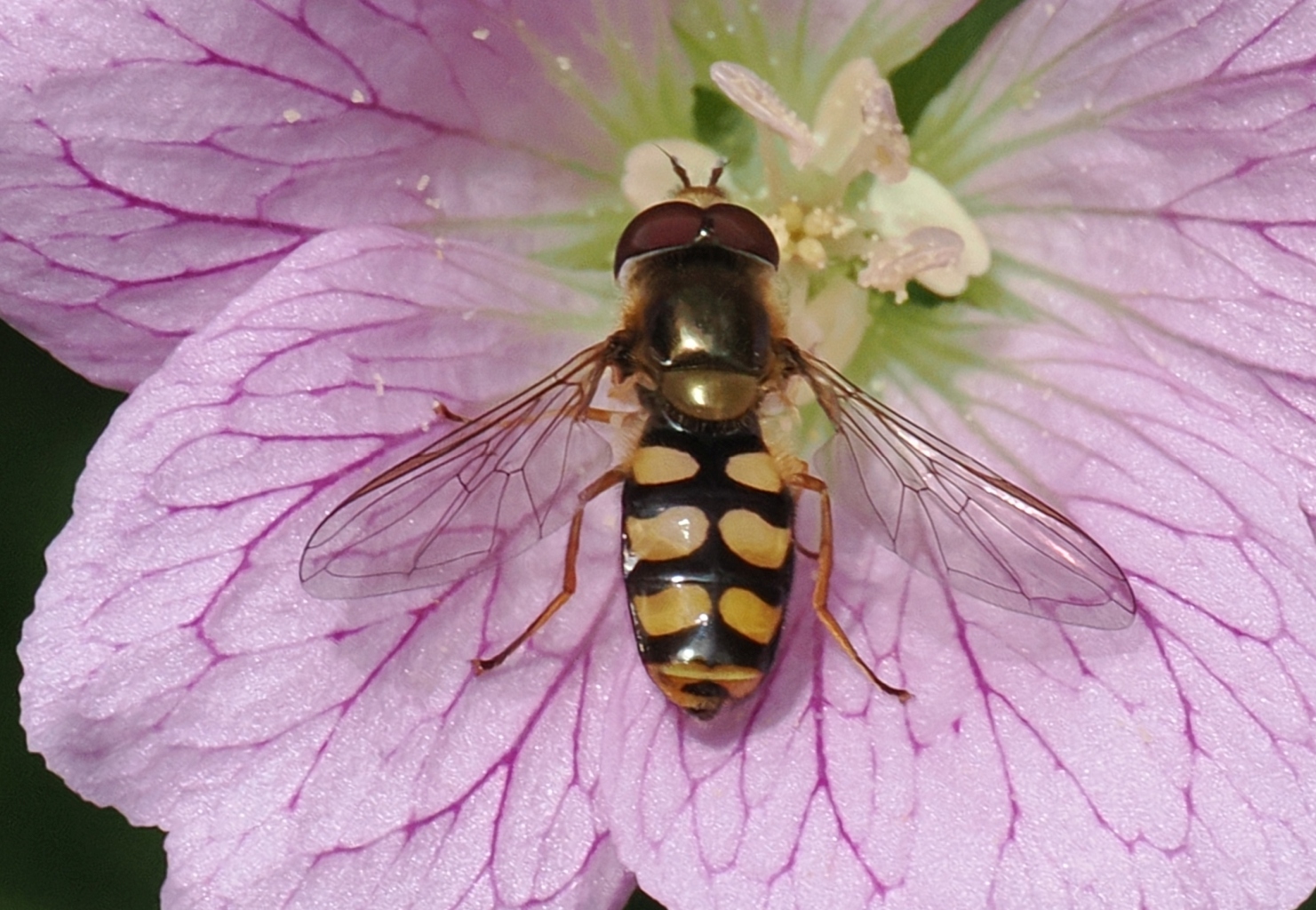 Syrphus-sp-M